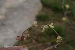 Astragalus hoffmeisteri